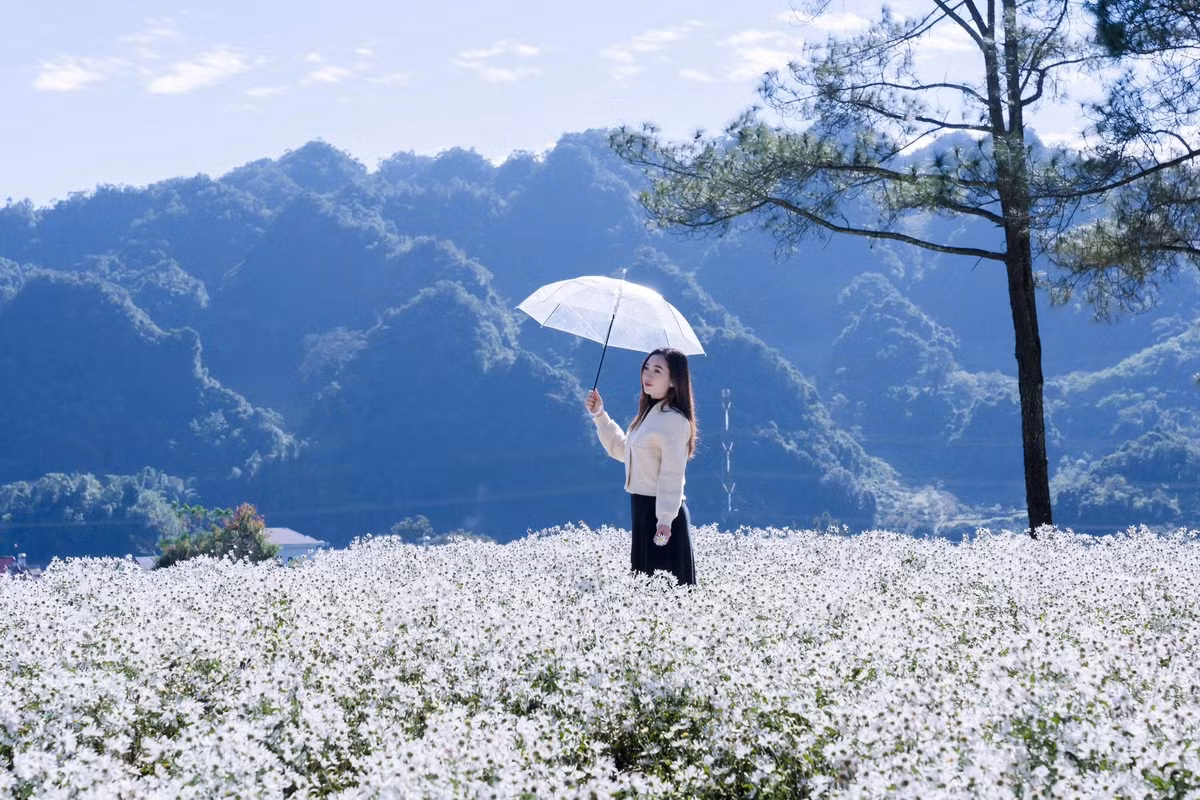 Trong cái se se đầu đông, sắc trắng mỏng manh của hoa nổi bật giữa nền trời xanh nhạt và sương mỏng, khiến cả cao nguyên như khoác lên mình tấm voan trắng dịu dàng.Ảnh Lương Thế Anh