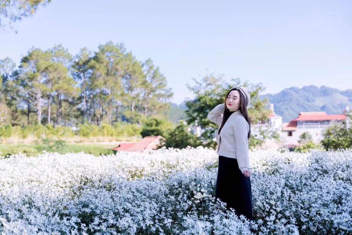 Không chỉ có cúc họa mi, Mộc Châu tháng 12 còn rực rỡ với sắc vàng của dã quỳ và cải trắng nở kín những thung lũng lớn. Chính sự hòa quyện ấy – trắng tinh khôi, vàng ấm áp, xanh mát mắt – khiến bức tranh Mộc Châu mùa đông trở nên sống động và có chiều sâu hơn bao giờ hết. Ảnh Lương Thế Anh