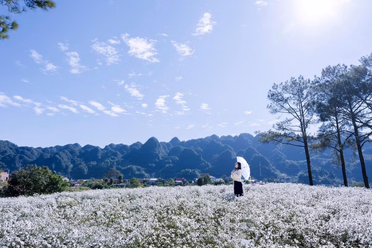 Du khách nên đến các vườn cúc vào buổi sáng, khi nắng mới lên và lớp sương còn đọng trên cánh hoa, tạo nên hiệu ứng ánh sáng rất đẹp. Vẫn như mọi mùa hoa khác, việc giữ gìn cảnh quan không ngắt hoa, không dẫm vào luống là điều giúp giữ lại vẻ đẹp cho cả khu vườn và cho những người đến sau. Ảnh Lương Thế Anh