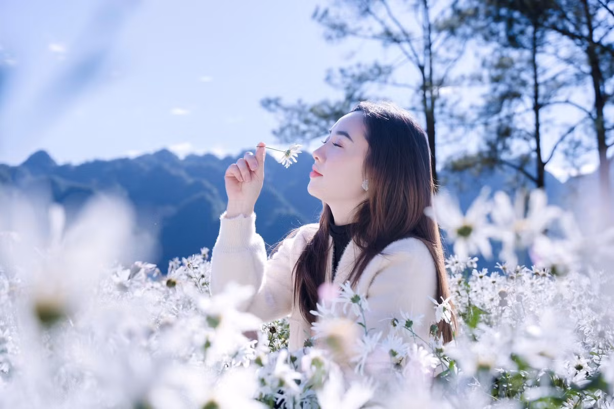 Loài hoa vốn gắn liền với Hà Nội – nơi những chiếc xe chở đầy hoa len lỏi khắp phố – nay lại nở rộ trên cao nguyên rộng lớn, tạo nên khung cảnh vừa quen vừa lạ, khiến du khách không khỏi ngỡ ngàng. Ảnh Lương Thế Anh