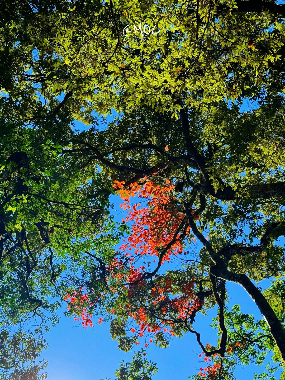 Trên đỉnh, gió thổi mạnh mang theo hơi sương lạnh, ánh mặt trời rọi qua tầng mây tạo nên bức tranh rực rỡ giữa đất trời. Đứng giữa không gian ấy, mọi mệt mỏi dường như tan biến, chỉ còn lại cảm giác tự do, nhỏ bé và biết ơn trước thiên nhiên kỳ vĩ. Ảnh Moc