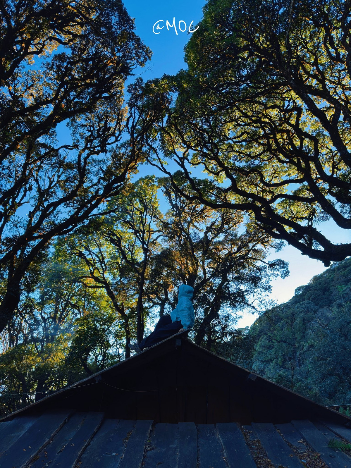 Bù lại, phần thưởng cho những bước chân nặng nhọc là khung cảnh hùng vĩ mở ra khi lên cao. Rừng già lùi lại phía sau, nhường chỗ cho biển mây trắng xóa vờn quanh sườn núi. Ảnh Moc