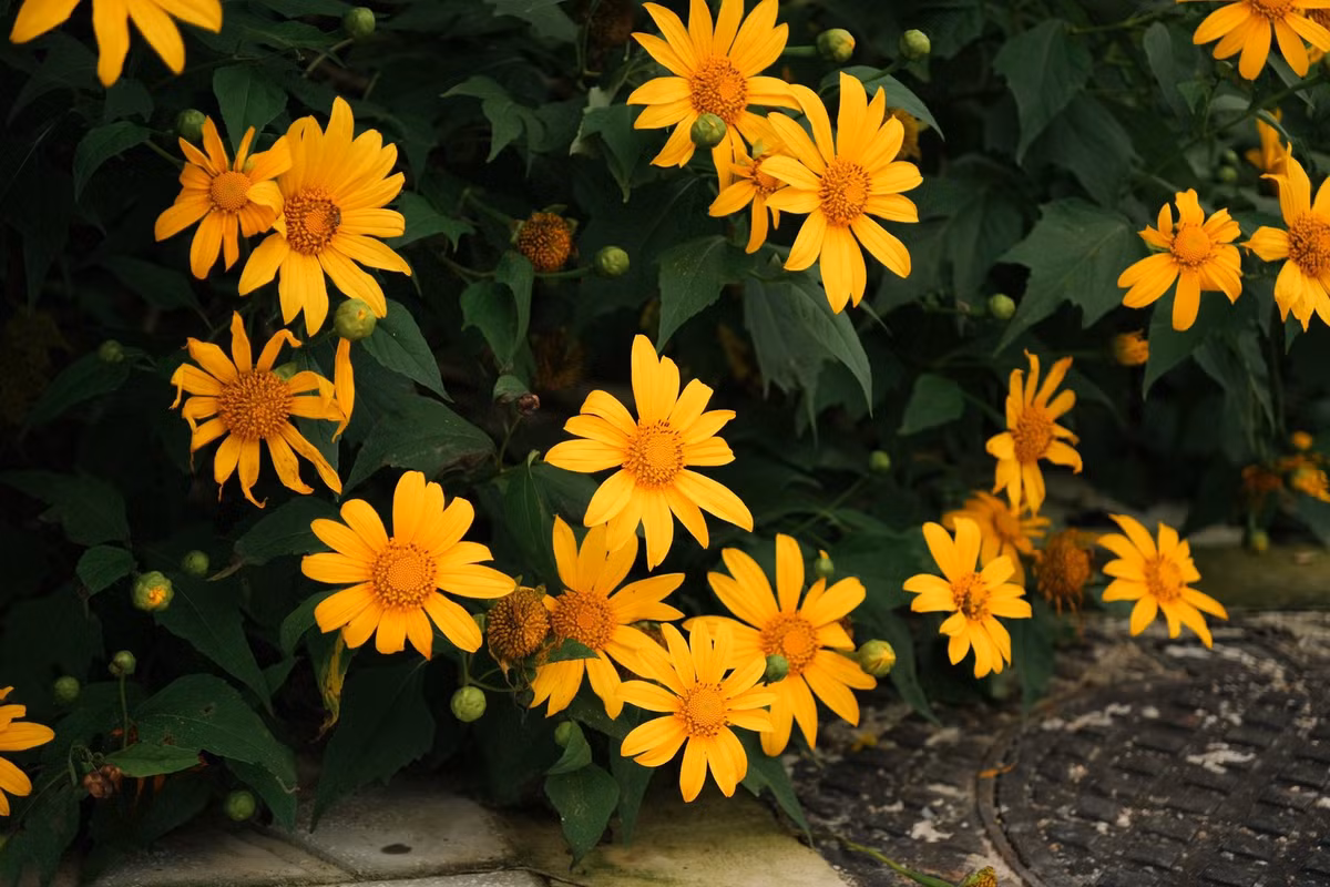 Dù chọn tour hay tự túc, mùa hoa dã quỳ vẫn mang đến những trải nghiệm khó quên: sắc vàng rực rỡ trên cao nguyên, không khí trong lành, khung cảnh bình yên và những khoảnh khắc lưu giữ trọn vẹn cho du khách. Ảnh Diễm Quỳnh