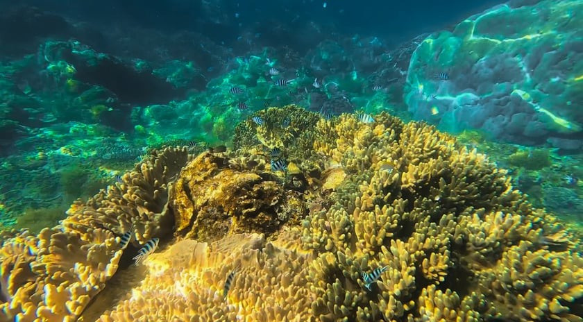 Trong những năm gần đây, Bãi Dứa trở thành điểm đến được yêu thích nhờ hệ sinh thái san hô phong phú. Ảnh Nguyễn Phan Dũng Nhân