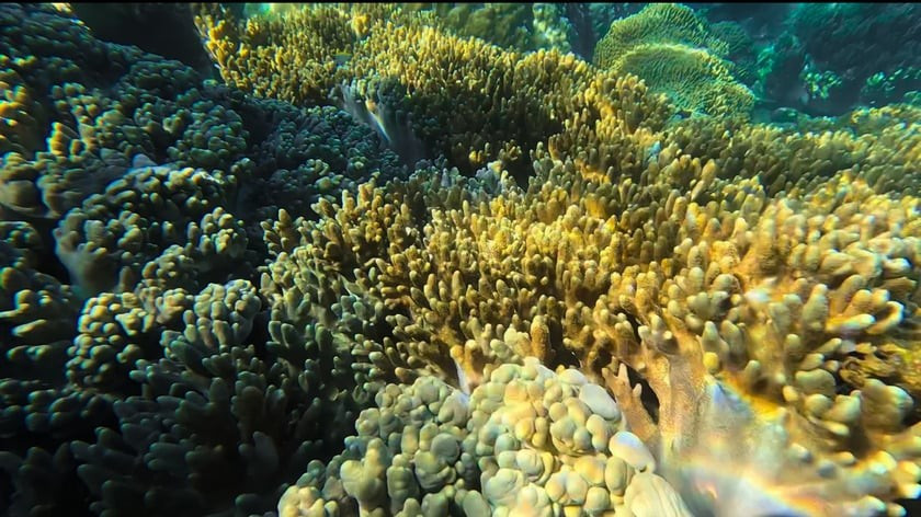 Vẻ đẹp mong manh của Bãi Dứa cũng đang đối diện nguy cơ bị tổn thương nếu du khách tham quan không cẩn trọng. San hô rất nhạy cảm, chỉ một tác động nhỏ cũng có thể khiến chúng gãy vỡ, và phải mất hàng chục năm để phục hồi. Ảnh Vntravellive