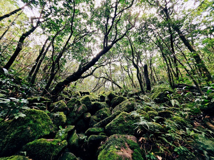 Khi vượt qua những con dốc dựng đứng cuối cùng, Pa Thiên hiện ra trong làn sương bảng lảng, mở ra khung cảnh kỳ vĩ như chốn bồng lai. Trên đỉnh, thảm thực vật chủ yếu là rừng lùn, với những cây chè cổ thụ và đỗ quyên già vươn mình trong gió. Giữa không gian bao la, mây trắng trôi lững lờ, cảm giác như chỉ cần với tay là có thể chạm đến bầu trời. Ảnh Tr. Cương