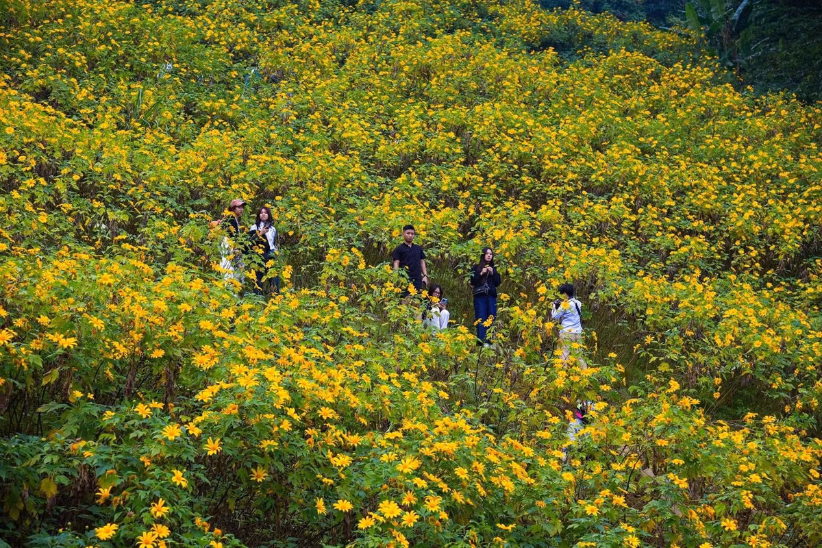 Cứ vào độ cuối thu, khi tiết trời Hà Nội bắt đầu se lạnh, những người yêu thiên nhiên lại rỉ tai nhau “chốt kèo” lên Ba Vì ngắm hoa dã quỳ. Ảnh MIA
