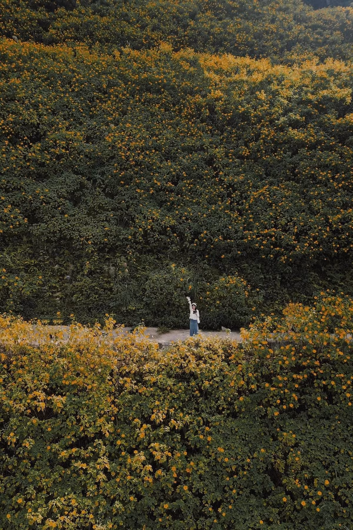 Dưới ống kính của du khách, cả núi rừng Ba Vì như khoác lên mình tấm áo vàng óng ánh, vừa hoang sơ vừa lãng mạn. Mùa dã quỳ thường kéo dài đến hết tháng 11, song tùy thời tiết từng năm mà thời gian nở rộ có thể sớm hoặc muộn hơn đôi chút. Ảnh Phương Tali