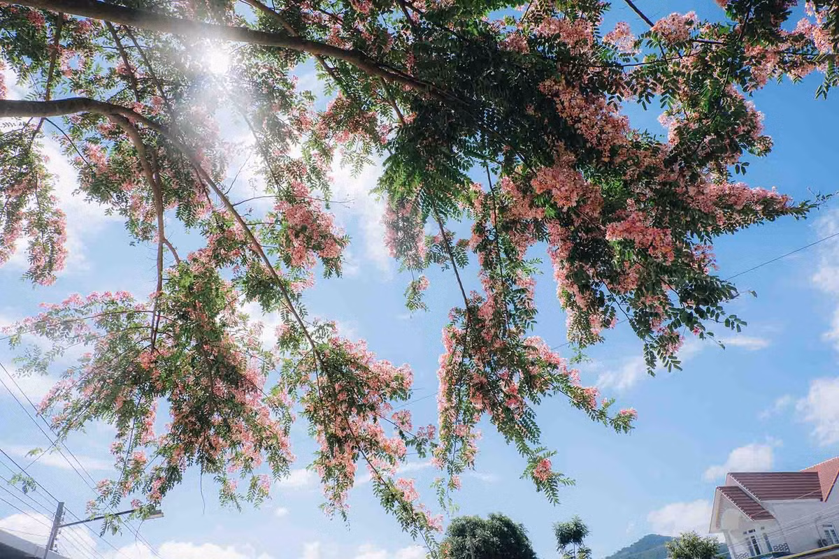 Không chỉ đẹp, cây muồng hoa đào còn mang đến giá trị cảnh quan đáng kể. Cây có thể cao từ 5 đến 15 mét, tán rộng tạo bóng mát lý tưởng. Quả của cây thuộc dạng quả đậu, hình dẹt, dài, khi chín có màu nâu nhạt hoặc xám.