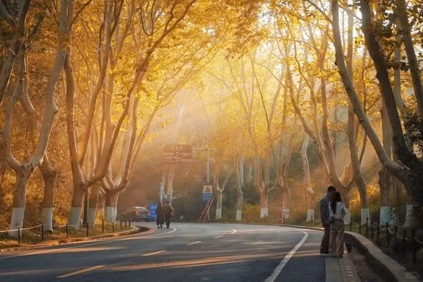 Được trồng từ hàng trăm năm trước, loài cây ngô đồng thuộc họ Tiêu huyền với tán lá rộng, thân cây vững chãi đã trở thành biểu tượng riêng của thành phố. Tương truyền, Tưởng Giới Thạch – nhân vật quyền lực bậc nhất Trung Hoa – trồng hàng cây này để làm hài lòng Tống Mỹ Linh, người vợ tương lai yêu thích loài cây thanh lịch, kiêu sa. Từ đó, Đại lộ Ngô Đồng không chỉ là con đường, mà còn là dấu ấn tình yêu sống động, trải qua nhiều thế hệ. Ảnh