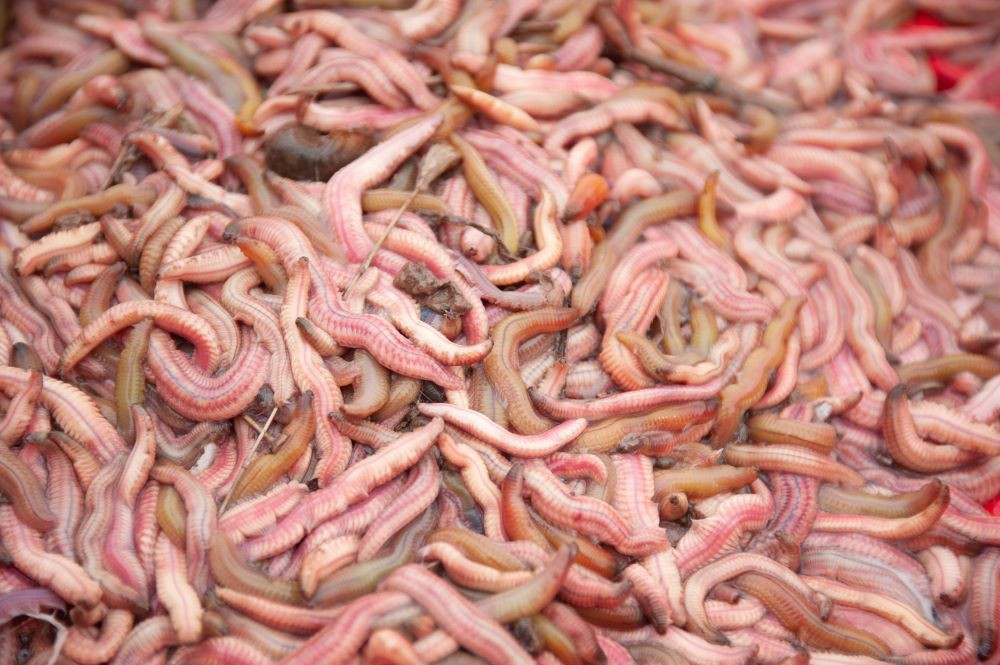 Rươi thường xuất hiện vào khoảng tháng 9, tháng 10 âm lịch, khi con nước bắt đầu chuyển mùa. Theo người dân các vùng Tứ Kỳ, Thanh Hà cũ (nay thuộc địa bàn Hải Phòng), đây là thời điểm “rươi nổi” – lúc mặt sông bỗng trở nên xao động bởi những con rươi béo tròn, màu đỏ cam, từ dưới lớp bùn non trườn lên theo dòng nước. Ảnh Nam Hồng