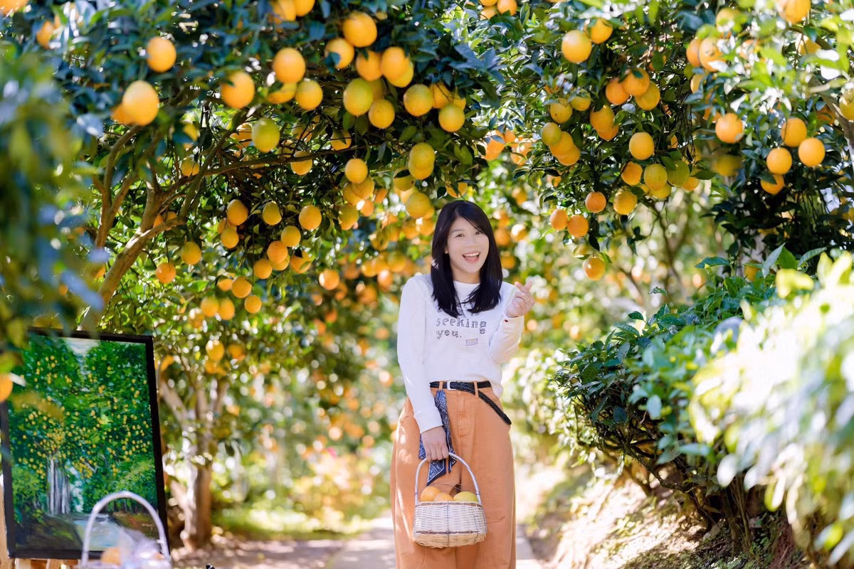 Được biết, gia đình anh Chiến – chị Hoa, chủ vườn cam, cho biết giống cam rốn lồi được đưa về trồng tại Mộc Châu từ hơn 10 năm trước. Loại cam này nổi bật với vỏ mỏng, không hạt, vị ngọt đậm và mọng nước. Ảnh Lương Thế Aanh