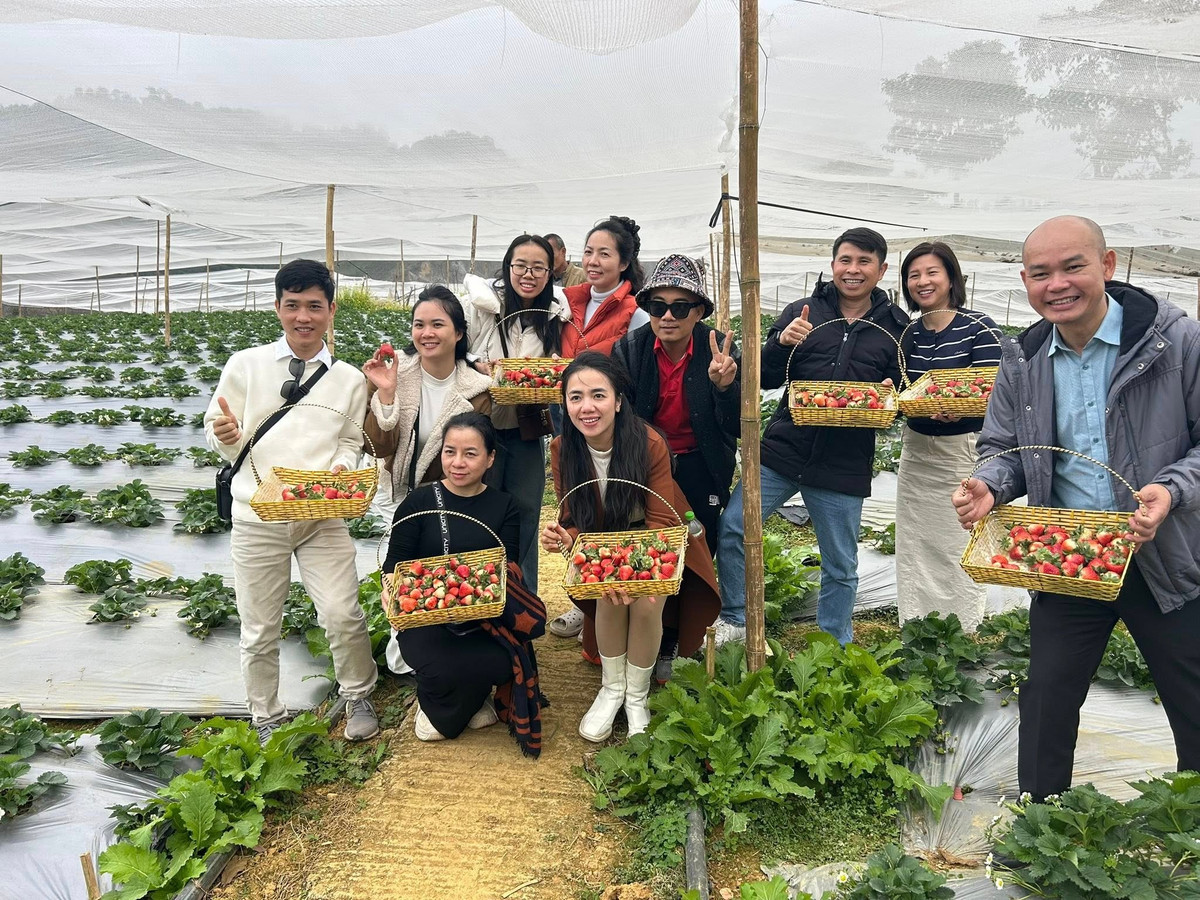 Nếu yêu thích không gian yên bình, gần gũi thiên nhiên, du khách có thể tìm đến các vườn dâu ở bản Pa Phách, Thung Cuông hoặc khu vực dọc đường vào Ngũ Động Bản Ôn. Những vườn dâu tại đây thường nằm giữa thung lũng, ít đông đúc, phù hợp với du khách muốn tận hưởng sự thư thái. Ảnh Mây Mây Farm