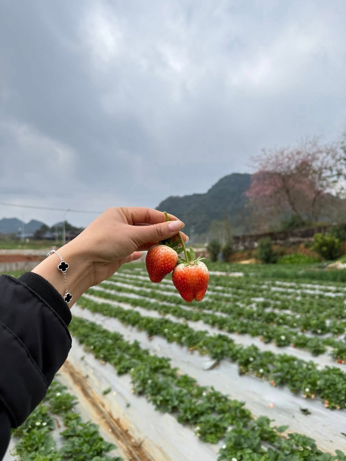 Mộc Châu hiện có nhiều vườn dâu tây được đầu tư bài bản, dịch vụ chuyên nghiệp. Khu vực thị trấn Nông trường Mộc Châu là lựa chọn phổ biến với các địa điểm quen thuộc như Chimi Farm, Hana Farm hay vườn dâu Mộc Châu. Ưu điểm của khu vực này là giao thông thuận tiện, dễ kết hợp tham quan các đồi chè và điểm du lịch lân cận. Ảnh Ngọc Mai