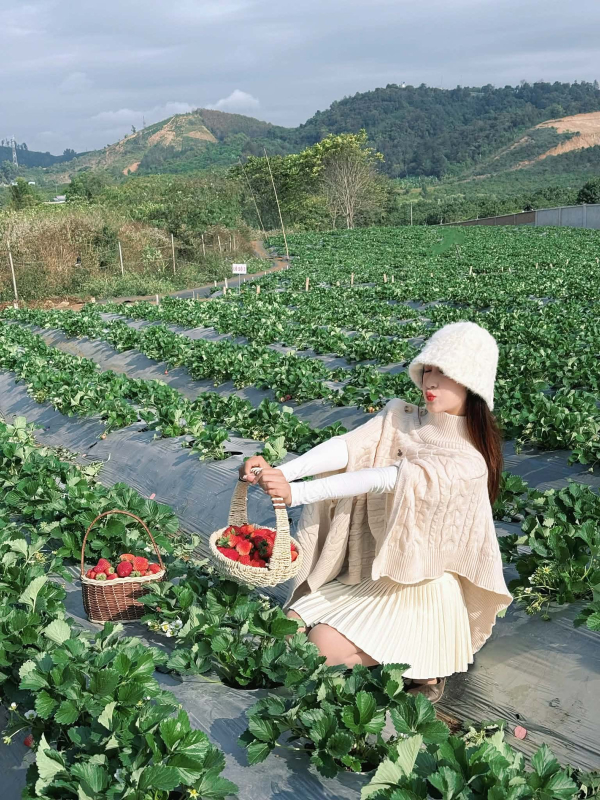 Tại đây, du khách được giới thiệu từ khâu ươm giống, chăm sóc, bón phân đến thu hoạch, nhằm đảm bảo dâu đạt chất lượng tốt và an toàn cho người tiêu dùng. Hoạt động này không chỉ mang tính trải nghiệm mà còn giúp du khách, đặc biệt là trẻ nhỏ, hiểu hơn về nông nghiệp sạch và giá trị của thực phẩm tự nhiên. Ảnh Ngọc Mai