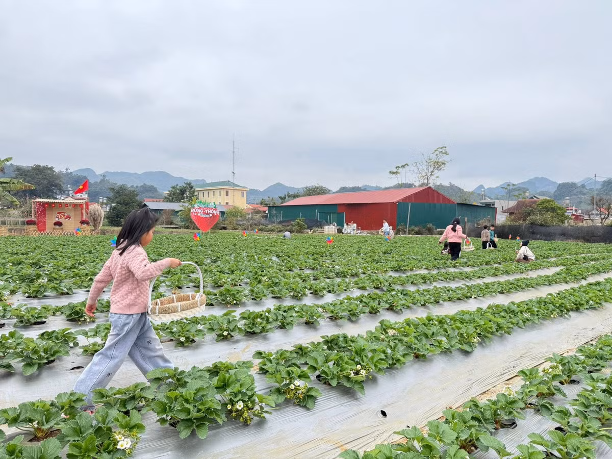 Vào mùa cao điểm, các vườn dâu tại Mộc Châu luôn nhộn nhịp khách tham quan, đặc biệt vào dịp cuối tuần. Nhiều gia đình tranh thủ đưa con nhỏ đến vui chơi, vừa tận hưởng không khí trong lành, vừa trải nghiệm hoạt động nông nghiệp thú vị. Ảnh Rừng Thông Farm