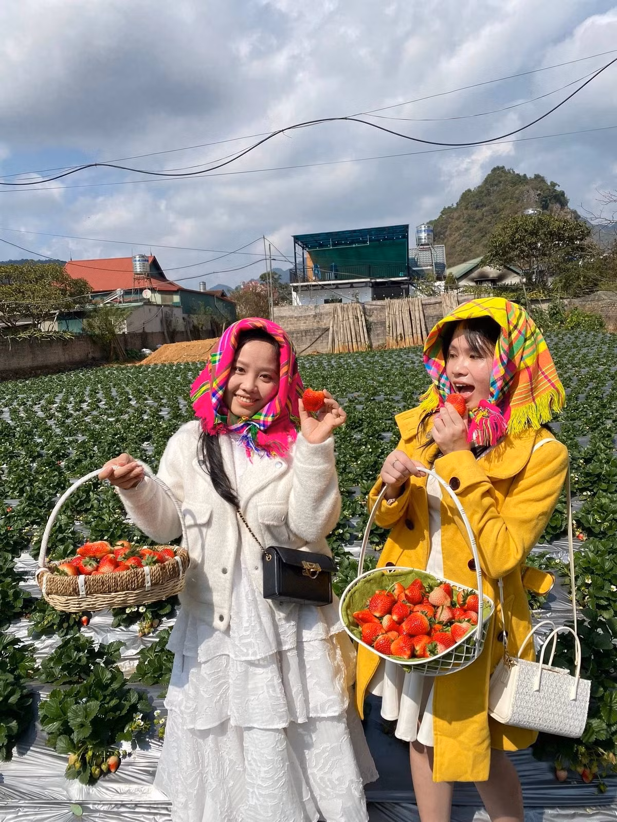 Khi đăng ký hái dâu, du khách được phát giỏ và kéo để tự tay lựa chọn những trái dâu chín đỏ ngay trên luống. Cảm giác vạch từng tán lá xanh, tìm những quả dâu ẩn mình bên dưới và cắt xuống khi còn vương sương sớm mang lại sự thích thú khó quên. Với nhiều người, khoảnh khắc thưởng thức trái dâu tươi vừa hái tại vườn chính là điều hấp dẫn nhất của chuyến đi. Ảnh Dâu Tây Thanh Phong