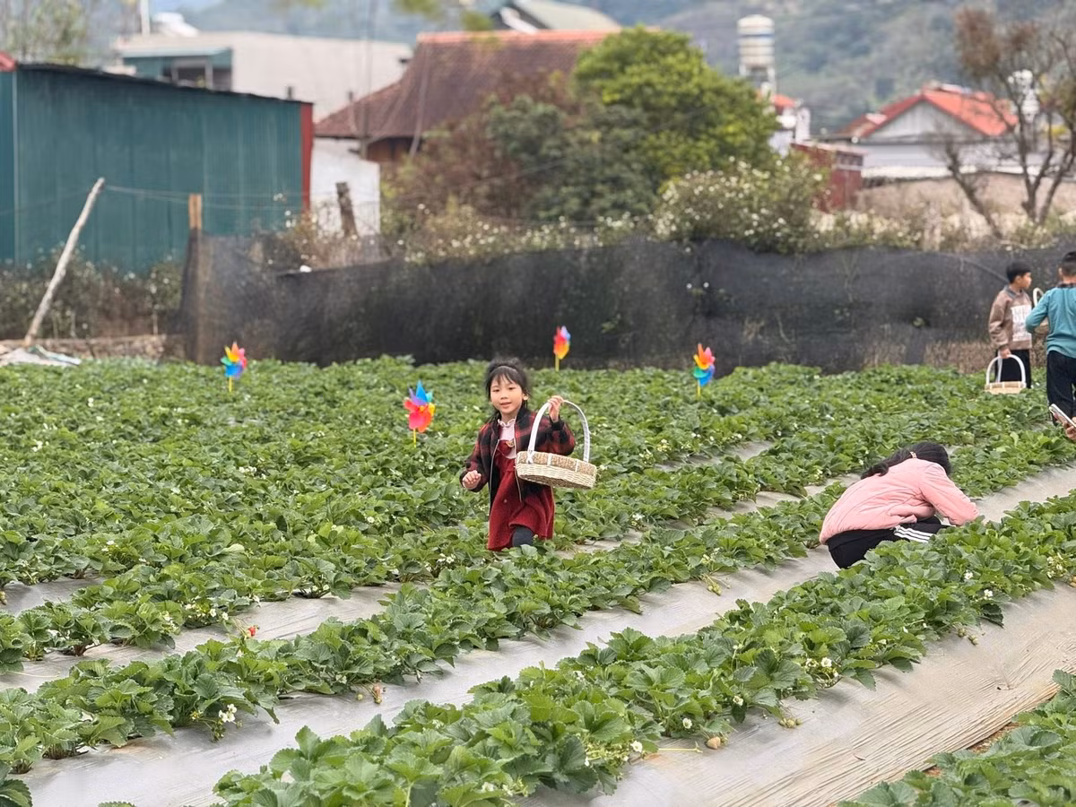 Dâu tây Mộc Châu bước vào mùa thu hoạch từ khoảng tháng 11 và kéo dài đến hết tháng 4 năm sau. Thời điểm dâu chín rộ, chất lượng ngon nhất thường rơi vào các tháng đầu năm, từ tháng 1 đến tháng 3. Nhờ khí hậu mát mẻ quanh năm, ban ngày có nắng nhẹ, ban đêm se lạnh, dâu tây nơi đây phát triển chậm nhưng cho hương vị đậm đà. Quả dâu có màu đỏ tươi, căng mọng, vị ngọt thanh pha chút chua dịu, thơm nhẹ và dễ ăn, khác biệt so với nhiều vùng trồng khác. Ảnh Rừng Thông Farm