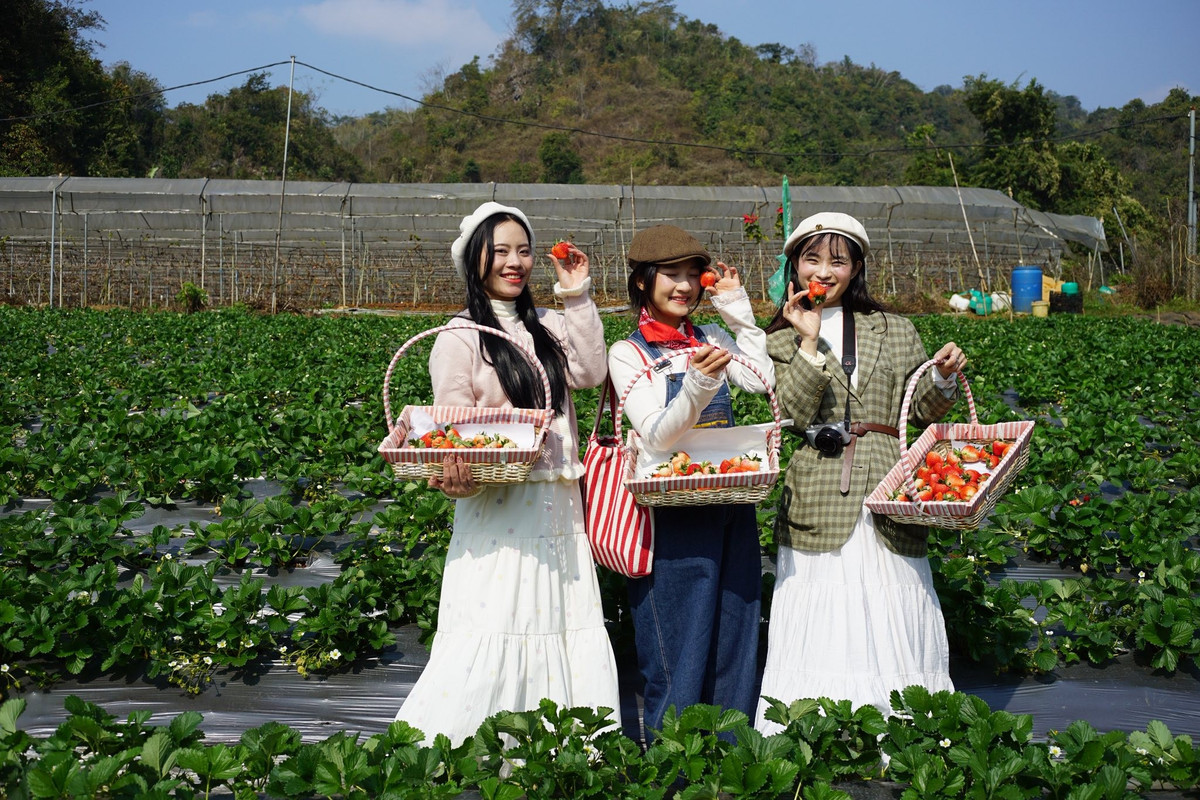 Giữa tiết trời se lạnh của cao nguyên Tây Bắc, Mộc Châu (Sơn La) không chỉ níu chân du khách bằng đồi chè xanh mướt hay thung lũng hoa mận trắng trời, mà còn bởi những vườn dâu tây chín đỏ, nơi mang đến trải nghiệm hái quả tại vườn đầy thú vị. Ảnh Lam Sơn Farm