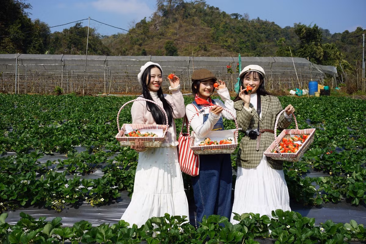 Giữa tiết trời se lạnh của cao nguyên Tây Bắc, Mộc Châu (Sơn La) không chỉ níu chân du khách bằng đồi chè xanh mướt hay thung lũng hoa mận trắng trời, mà còn bởi những vườn dâu tây chín đỏ, nơi mang đến trải nghiệm hái quả tại vườn đầy thú vị. Ảnh Lam Sơn Farm