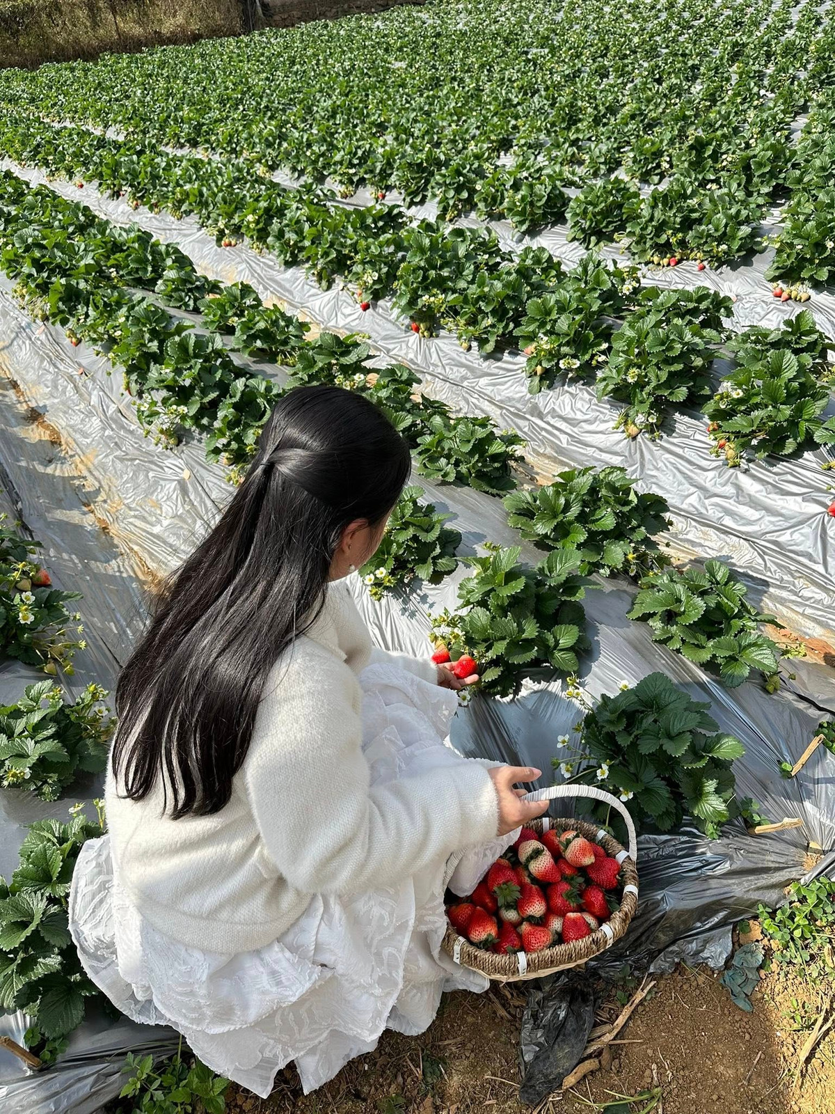 Không chỉ dừng lại ở việc hái quả, nhiều trang trại dâu tây tại Mộc Châu còn mở cửa cho du khách tham quan, tìm hiểu quy trình trồng dâu theo hướng hữu cơ và công nghệ cao. Ảnh Dâu Tây Thanh Phong