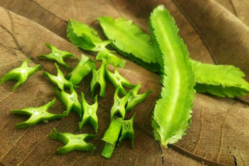 Đậu rồng là nguồn protein chất lượng cao, phù hợp cho phụ nữ sau sinh và người già. Protein giúp duy trì khối lượng xương, hạn chế loãng xương và nguy cơ gãy xương. Ảnh minh họa