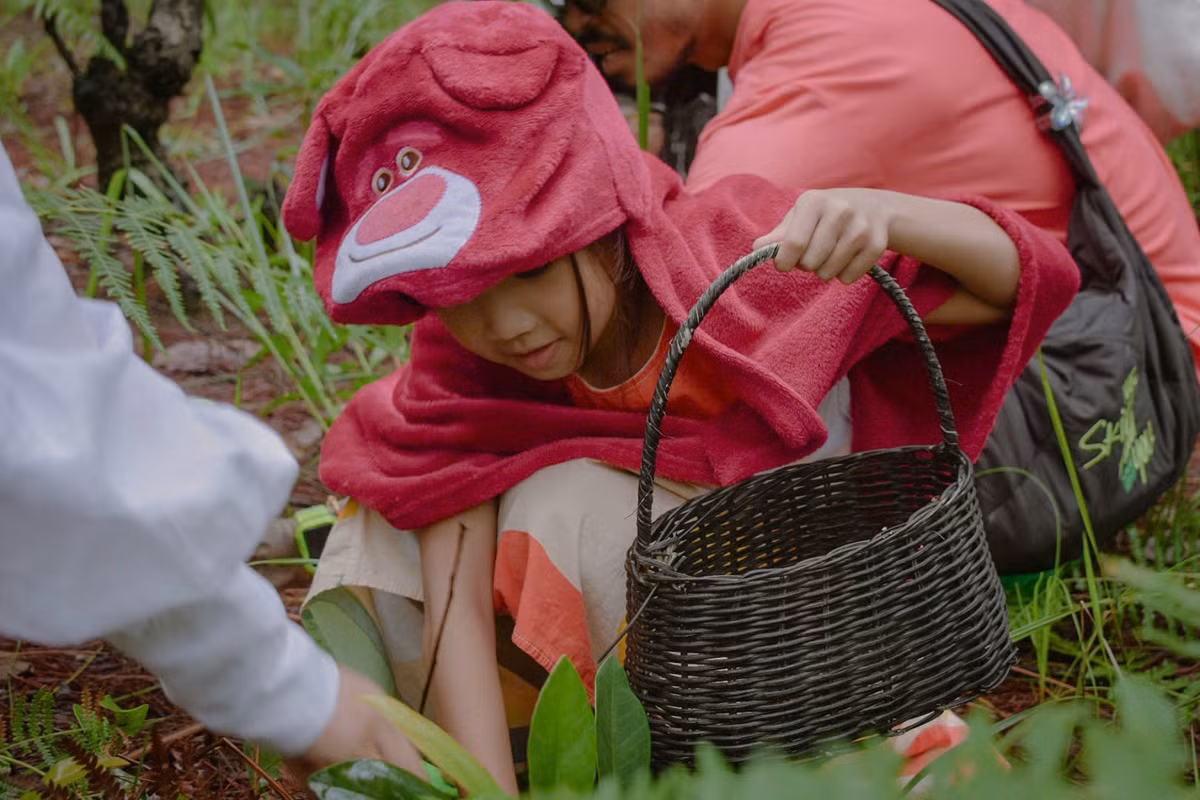 Trước khi tham gia tour hái nấm rừng ở Đà Lạt, du khách cần chuẩn bị kỹ lưỡng để đảm bảo an toàn và có trải nghiệm trọn vẹn. Nên mang theo giày đi rừng chống trơn trượt, áo mưa nhẹ, nón rộng vành, kem chống muỗi và gậy trekking nếu cần thiết. Khi thu hoạch, hãy sử dụng túi vải hoặc giỏ tre thay vì túi nilon để góp phần bảo vệ môi trường rừng. Đặc biệt, tuyệt đối không tự ý hái hoặc ăn thử các loại nấm lạ chưa được hướng dẫn viên xác nhận, để tránh nguy cơ ngộ độc. Ảnh Đỗ Phan Anh