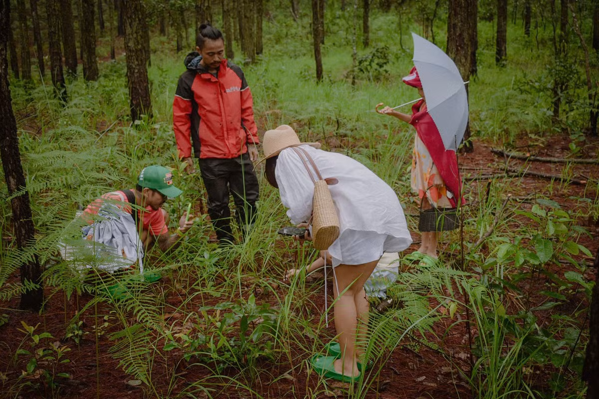 Ngoài ra, nhiều homestay rừng sâu như Củi Homestay, Zen Valley, Mây Lang Thang cũng tổ chức các chuyến trekking hái nấm và picnic theo nhóm nhỏ. Giá tour thường dao động từ 500.000 – 700.000 đồng/người/ngày cho chương trình nửa ngày hoặc 1 ngày hái nấm tại rừng thông và nấu ăn ngoài trời. Chi phí đã bao gồm hướng dẫn viên, dụng cụ hái nấm, ăn trưa picnic và bảo hiểm du lịch.Ảnh Đỗ Phan Anh