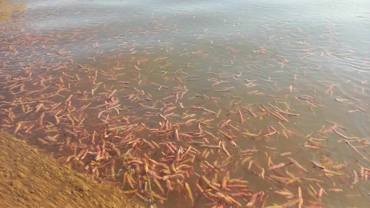 Không phải hải sản biển, cũng chẳng phải món ăn có quanh năm, rươi – loài sinh vật sống trong bùn phù sa ven sông – lại là thứ đặc sản khiến nhiều người sành ăn ở Hải Phòng chấp nhận chờ đợi suốt cả năm chỉ để thưởng thức trong vài ngày ngắn ngủi. Ảnh Minh Phong