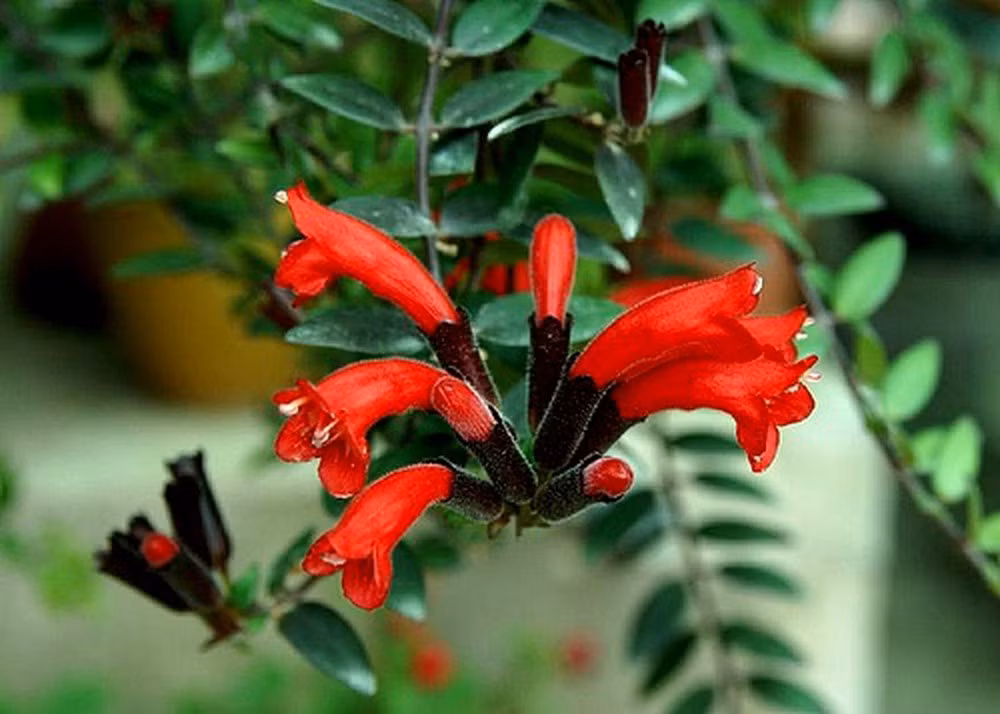 Hoa son môi thuộc nhóm cây thân rủ, cành mềm và mọc thành từng dây buông xuống tự nhiên. Lá cây có màu xanh đậm, bề mặt bóng, tạo nền nổi bật cho sắc hoa rực rỡ. Khi được chăm sóc tốt, hoa có thể nở liên tục trong khoảng 2–3 tháng, tạo hiệu ứng “thác xanh điểm đỏ” bắt mắt khi treo ở ban công, cửa sổ hoặc lối đi trong quán cà phê. Ảnh shutterstock