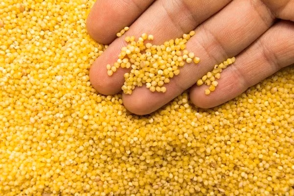 Các nghiên cứu gần đây cũng ghi nhận hàm lượng choline nổi bật trong hạt kê. Choline tham gia vào quá trình chuyển hóa chất béo và hoạt động của gan, từ đó giúp giảm cholesterol máu và hỗ trợ ổn định sức khỏe tim mạch. Nhờ thúc đẩy quá trình oxy hóa axit béo, hạt kê còn giúp hạn chế tích mỡ, phù hợp với người có nhu cầu giảm cân hoặc duy trì vóc dáng. Ảnh minh họa