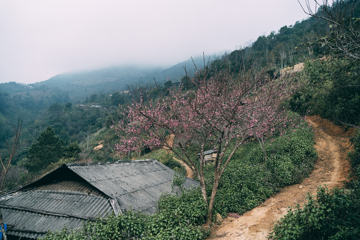 Đào ở Tà Xùa chủ yếu là đào rừng và đào đá – những giống đào sinh trưởng tự nhiên trên núi cao, thân cây sần sùi, cành khẳng khiu nhưng hoa lại dày cánh, màu hồng đậm, nở bền và rực rỡ. Ảnh Taxuahills