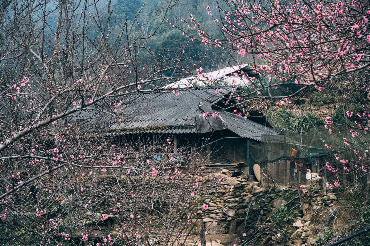 Nằm ở độ cao trung bình trên 2.000 m so với mực nước biển, Tà Xùa (xã Tà Xùa, tỉnh Sơn La) từ lâu đã trở thành điểm đến quen thuộc của du khách yêu thích săn mây và khám phá vẻ đẹp nguyên sơ của núi rừng Tây Bắc. Cái lạnh đặc trưng của vùng cao không chỉ tạo điều kiện hình thành những biển mây dày, bồng bềnh mà còn đánh thức sắc hồng của hoa đào nở sớm, khiến Tà Xùa mùa đông mang vẻ đẹp vừa hùng vĩ vừa thơ mộng. Ảnh Taxuahills