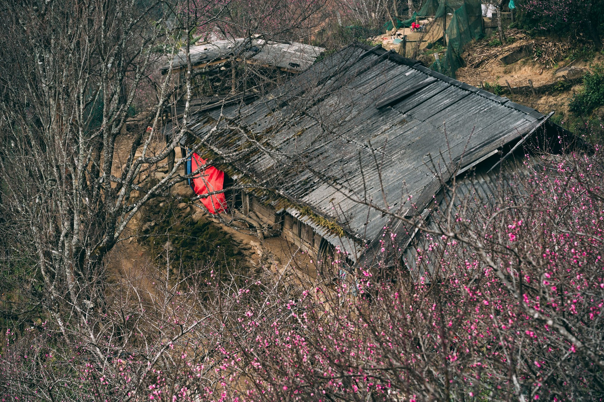Sắc hồng của hoa đào Tà Xùa nổi bật giữa nền trời xanh và mây trắng, mang đến vẻ đẹp vừa mộc mạc vừa quyến rũ. Những chùm hoa chúm chím trên cành, xen lẫn mái nhà gỗ đơn sơ của người Mông, tạo nên khung cảnh bình yên, đậm chất vùng cao. Du khách có thể dễ dàng bắt gặp hoa đào nở ven đường, trước hiên nhà hay trên các sườn đồi, không cần phải tìm đến những khu trồng tập trung. Ảnh Taxuahills