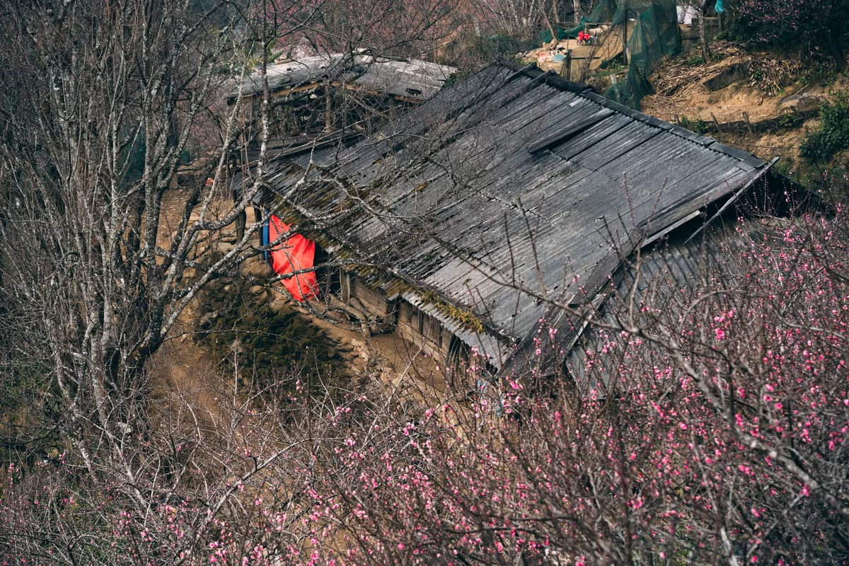 Sắc hồng của hoa đào Tà Xùa nổi bật giữa nền trời xanh và mây trắng, mang đến vẻ đẹp vừa mộc mạc vừa quyến rũ. Những chùm hoa chúm chím trên cành, xen lẫn mái nhà gỗ đơn sơ của người Mông, tạo nên khung cảnh bình yên, đậm chất vùng cao. Du khách có thể dễ dàng bắt gặp hoa đào nở ven đường, trước hiên nhà hay trên các sườn đồi, không cần phải tìm đến những khu trồng tập trung. Ảnh Taxuahills