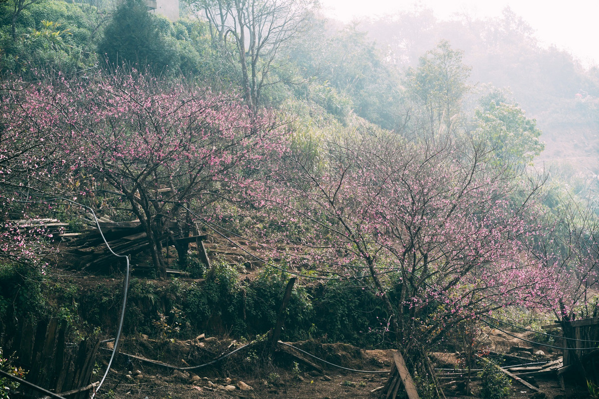 Không chỉ hấp dẫn bởi mây, Tà Xùa còn khiến du khách mê đắm bởi sắc đào hồng phớt phủ khắp các bản làng. Ảnh Taxuahills