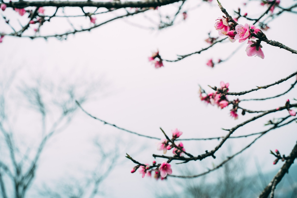 Một số khu vực còn xuất hiện đào chuông (hay còn gọi là đào mõm chó), với sắc hồng nhạt, dáng hoa nhỏ xinh, góp phần làm phong phú thêm bức tranh mùa xuân nơi đây. Ảnh Taxuahills