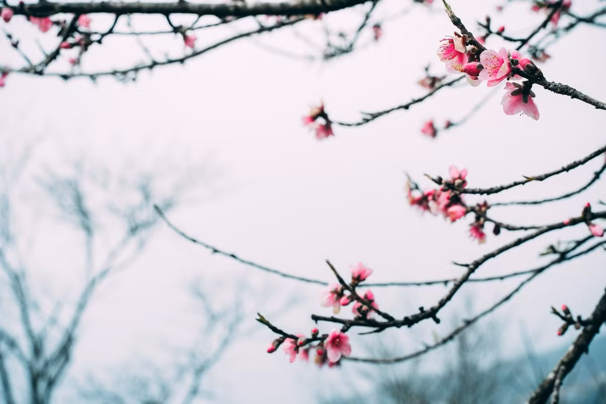 Một số khu vực còn xuất hiện đào chuông (hay còn gọi là đào mõm chó), với sắc hồng nhạt, dáng hoa nhỏ xinh, góp phần làm phong phú thêm bức tranh mùa xuân nơi đây. Ảnh Taxuahills