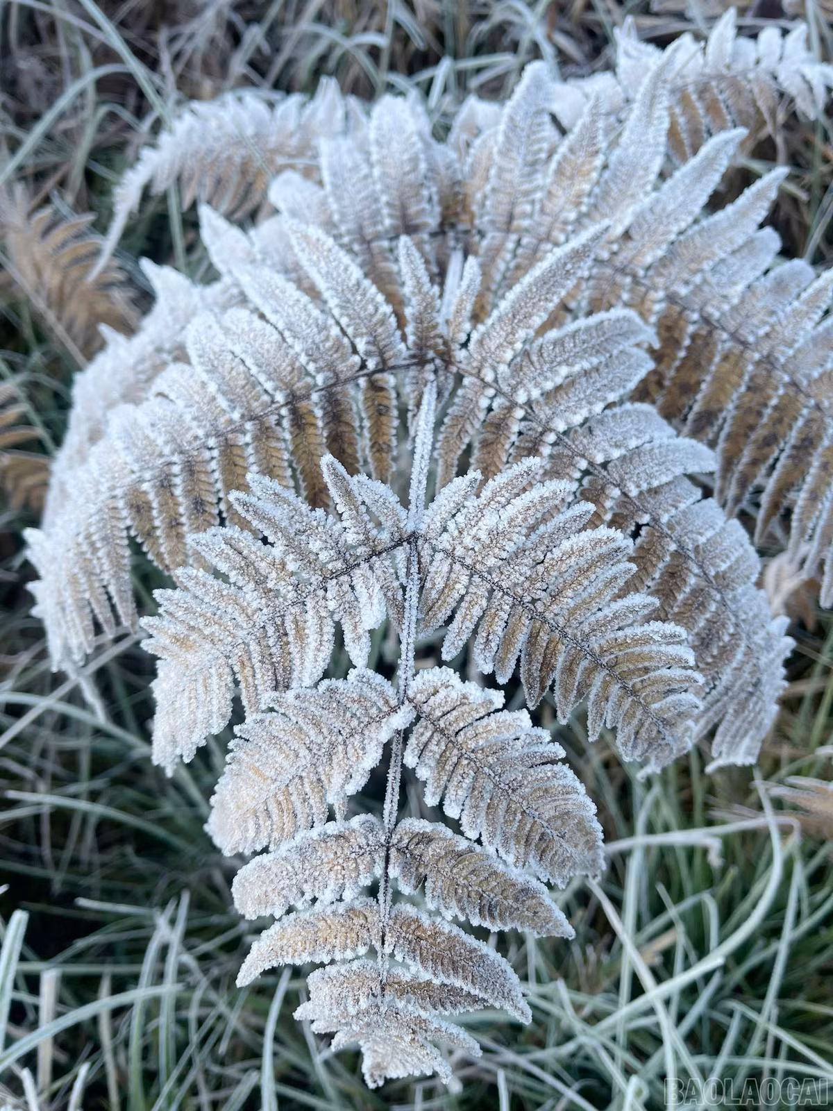 Cái rét buốt đầu mùa khiến toàn bộ cây cối, hoa cỏ trên các sống núi được phủ một lớp băng trong veo, phản chiếu ánh sáng tạo nên khung cảnh tựa miền Bắc Âu. Ảnh Báo Lào Cai