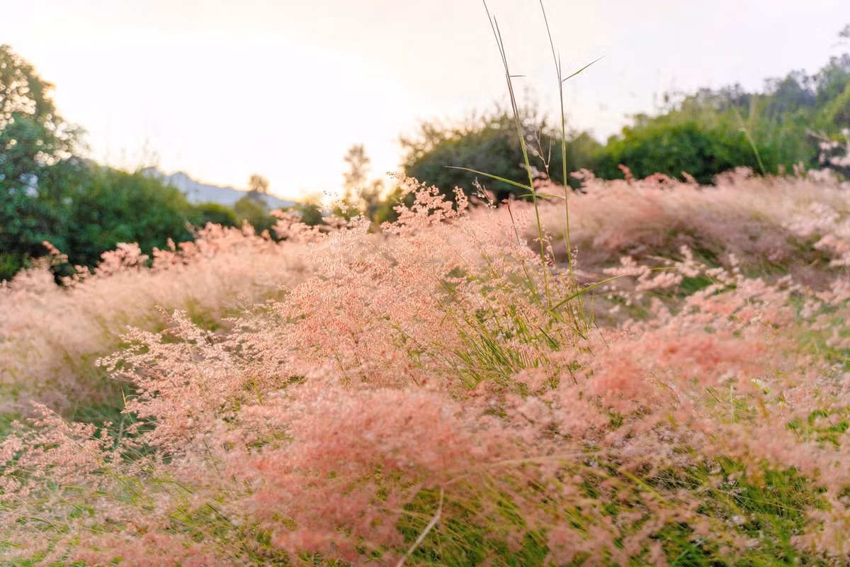 Đây là giống cỏ hồng thân mảnh, đầu phủ lớp lông mịn li ti, được trồng thử nghiệm và phát triển tự nhiên tại địa phương. Khi nắng sớm chiếu lên, từng cụm cỏ ánh lên màu hồng pha tím, tạo nên khung cảnh lãng mạn tựa bức tranh. Ảnh Hà Phương