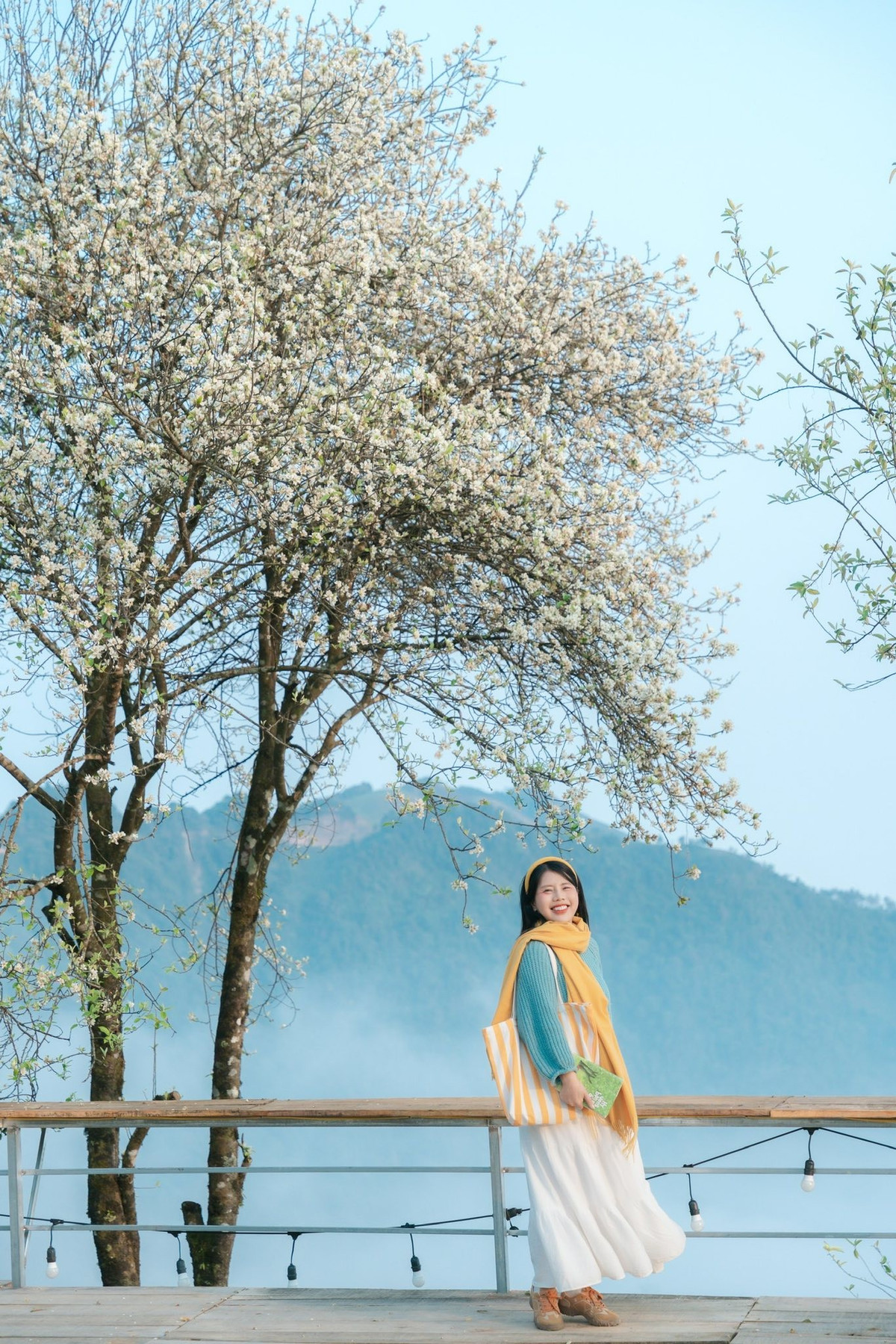 Ở Tà Xùa, nơi quanh năm mây phủ và gió núi thổi qua các triền đồi cao, cây sơn tra thường mang dáng vẻ cổ kính với thân cây phủ rêu phong, cành vươn ngang như những nét vẽ thô mộc giữa thiên nhiên. Thế nhưng mỗi độ tháng 3 về, từ những cành cây tưởng chừng khô cằn ấy lại bung nở hàng ngàn bông hoa nhỏ, trắng dịu và bền bỉ trước sương gió.