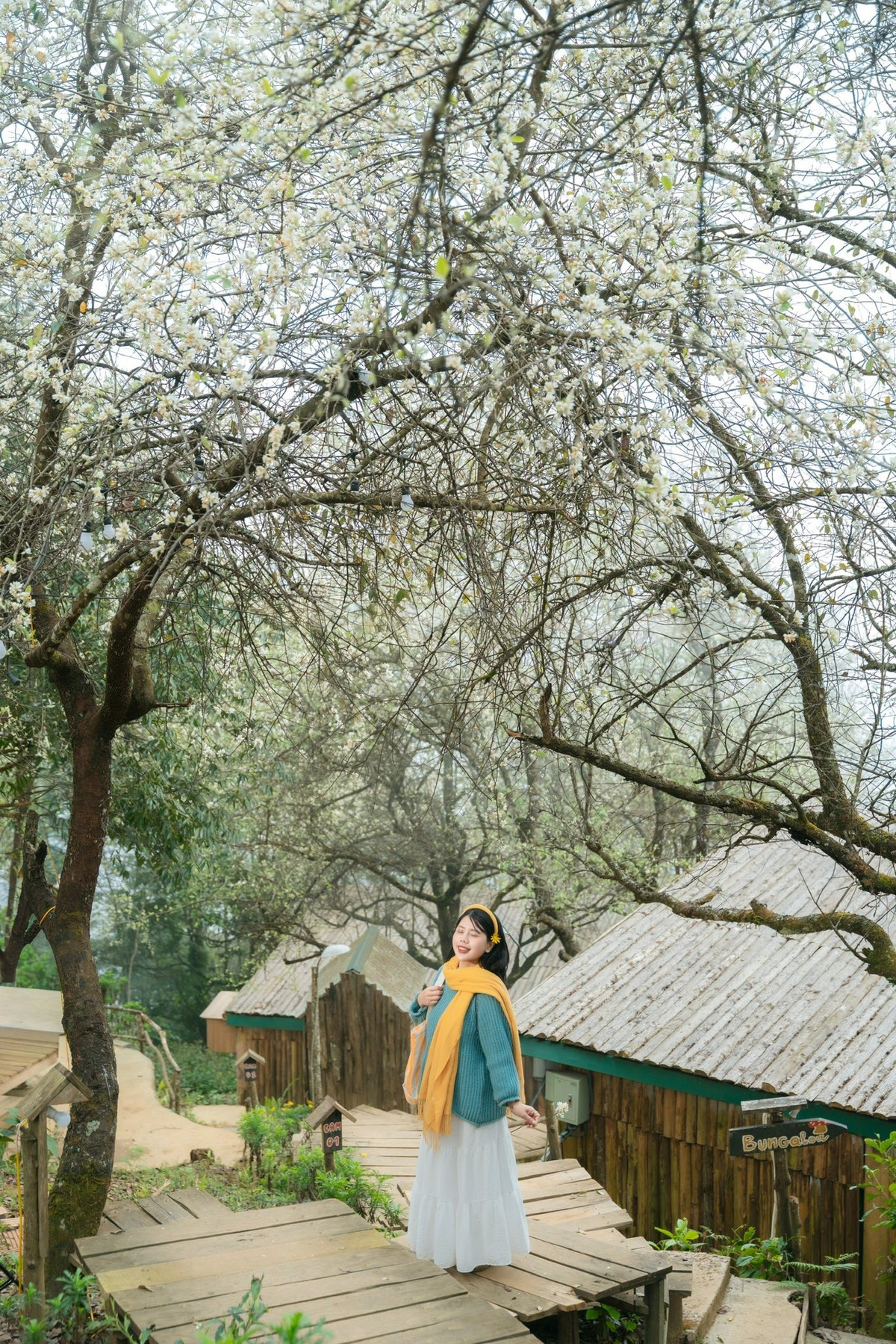 Không trắng tinh khôi như hoa mơ, hoa mận, hoa sơn tra hay còn gọi là táo mèo mang sắc trắng ngà dịu nhẹ. Những bông hoa nhỏ li ti nở dày thành từng chùm trên những cành cây khẳng khiu, sần sùi theo năm tháng. Chính vẻ đẹp giản dị ấy lại khiến loài hoa rừng này trở nên đặc biệt giữa đại ngàn.