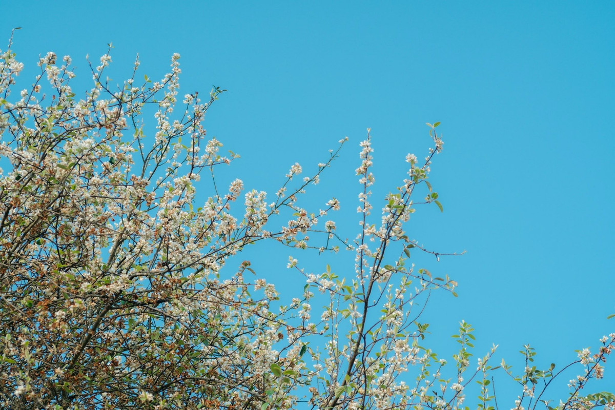 Khoảng tháng 10 hằng năm, Tà Xùa lại bước vào mùa táo mèo chín. Những quả sơn tra vàng ươm tỏa hương thơm dịu khắp núi rừng, trở thành nguyên liệu để làm nên nhiều đặc sản nổi tiếng như rượu táo mèo, siro hay ô mai những hương vị đậm chất núi rừng Tây Bắc.