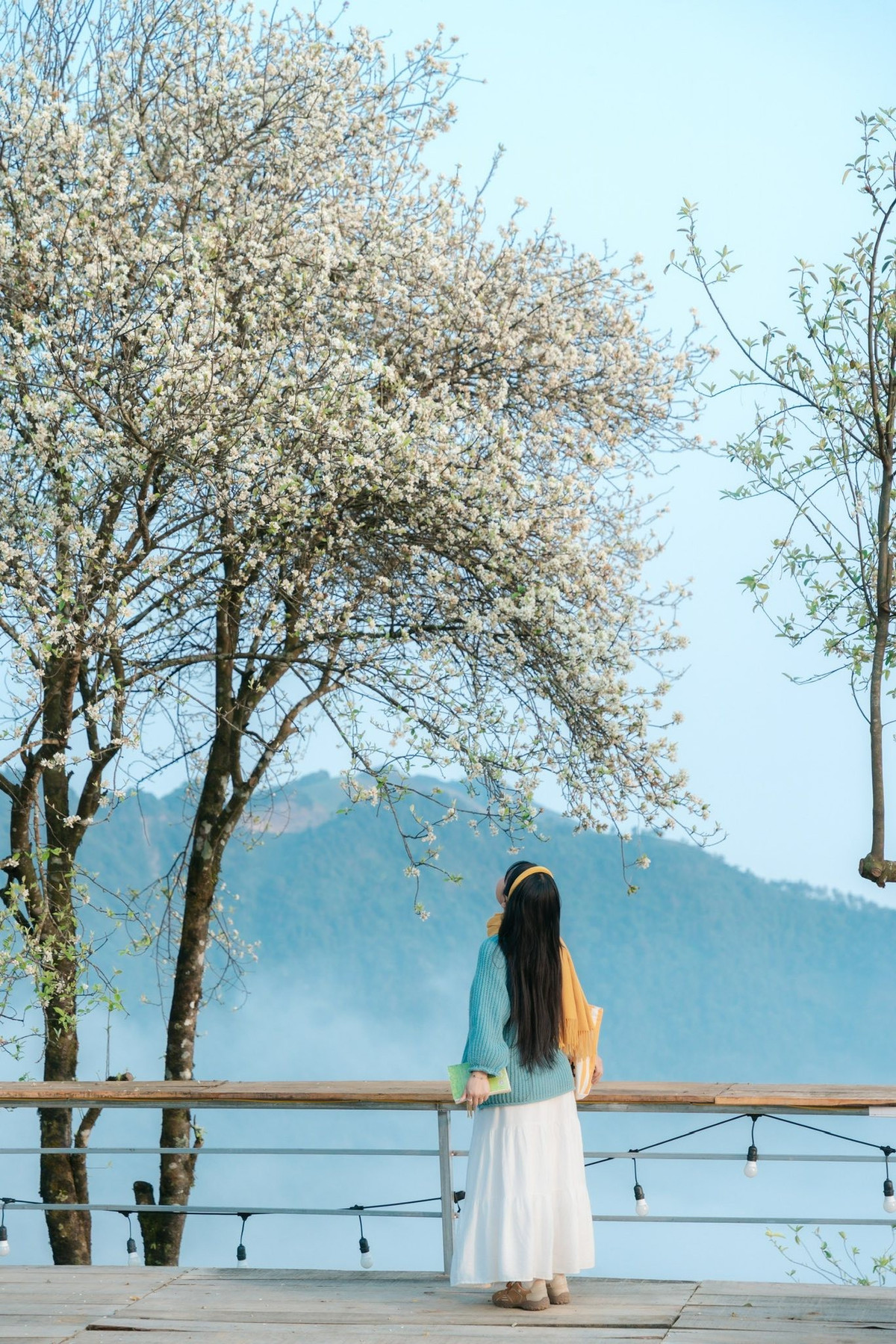 Hiện nay, nhiều khu vực tại Tà Xùa đang bước vào thời điểm hoa sơn tra nở rộ, thu hút đông đảo du khách và những người yêu nhiếp ảnh tìm đến tham quan, chụp ảnh. Theo người dân địa phương, khu vực đường vào Làng Chếu là nơi hoa sơn tra nở nhiều và đẹp nhất vào thời điểm này. Dọc tuyến đường quanh co dẫn vào bản, những cây sơn tra cổ thụ bung nở hoa trắng muốt, tạo nên khung cảnh thơ mộng giữa núi rừng.