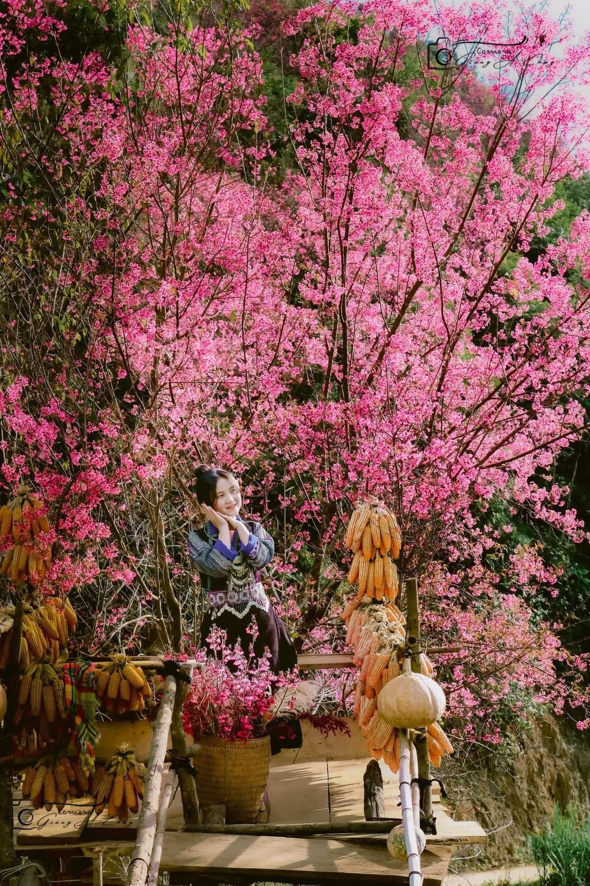 Không ồn ào như mùa lúa chín, cũng không sôi động như những điểm đến du lịch quen thuộc, Mù Cang Chải mùa hoa tớ dày mang vẻ đẹp trầm lắng, tinh khôi và rất riêng. Giữa sắc hồng phủ kín sườn núi, sương mù giăng lối và nhịp sống chậm rãi của bản làng vùng cao, du khách dễ dàng tìm thấy cảm giác bình yên hiếm có, để rồi rời đi với những ký ức khó quên về một Mù Cang Chải dịu dàng giữa mùa đông Tây Bắc. Ảnh Internet