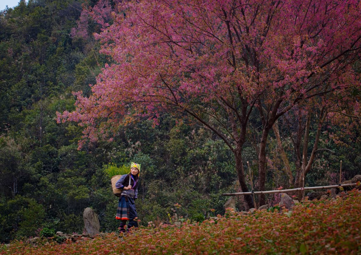 Từ tháng 12 đến đầu năm sau, khi cái lạnh bao trùm khắp sườn non, hoa tớ dày – loài đào rừng đặc trưng của người Mông – bắt đầu bung nở, phủ hồng khắp núi rừng, mang đến một diện mạo hoàn toàn khác cho Mù Cang Chải. Ảnh Giàng A Chay