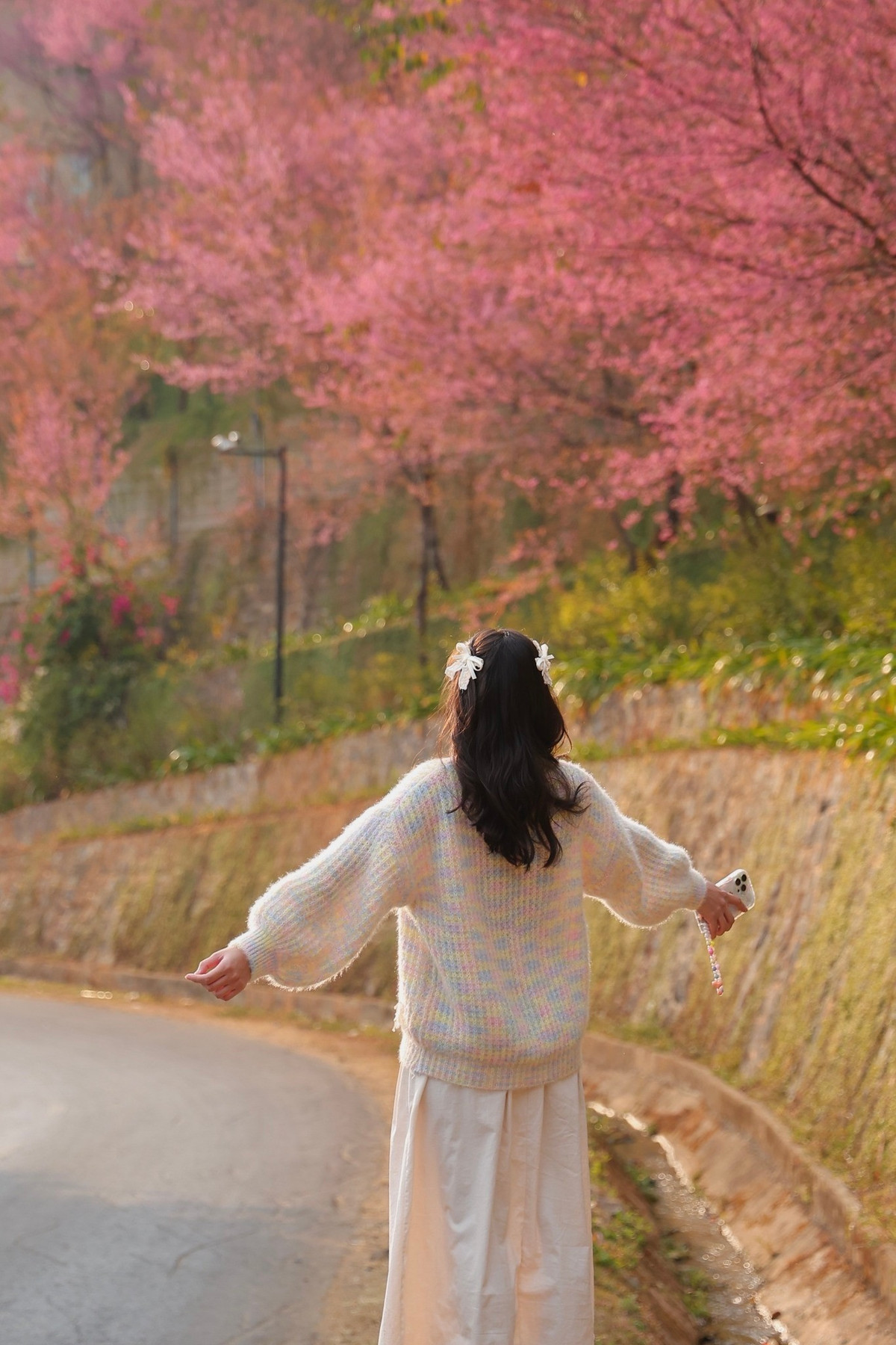 Hoa tớ dày không tập trung tại một điểm cố định mà phân bố rải rác trên các sườn núi cao, chủ yếu ở các xã La Pán Tẩn, Mồ Dề, Lao Chải. Đây là những khu vực còn giữ được cảnh quan tự nhiên, ít chịu tác động của du lịch đại trà. Ảnh Linh Jii