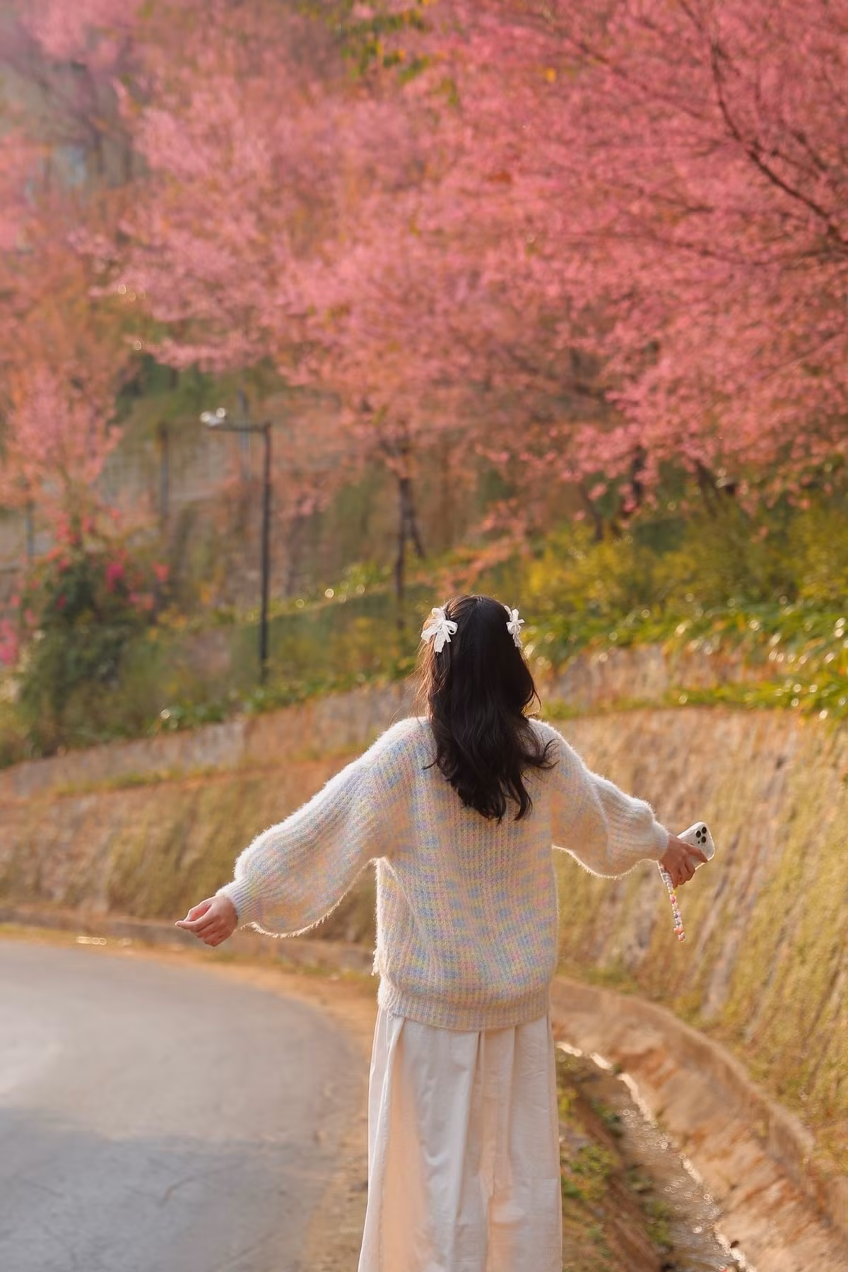 Hoa tớ dày không tập trung tại một điểm cố định mà phân bố rải rác trên các sườn núi cao, chủ yếu ở các xã La Pán Tẩn, Mồ Dề, Lao Chải. Đây là những khu vực còn giữ được cảnh quan tự nhiên, ít chịu tác động của du lịch đại trà. Ảnh Linh Jii