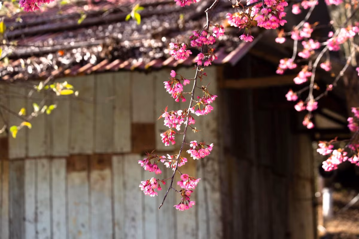 Vào thời điểm này, khắp núi rừng Mù Cang Chải như được khoác lên một tấm áo hồng rực rỡ, nổi bật giữa nền trời xám và sương mù bảng lảng của mùa đông vùng cao.Ảnh Cu Porter