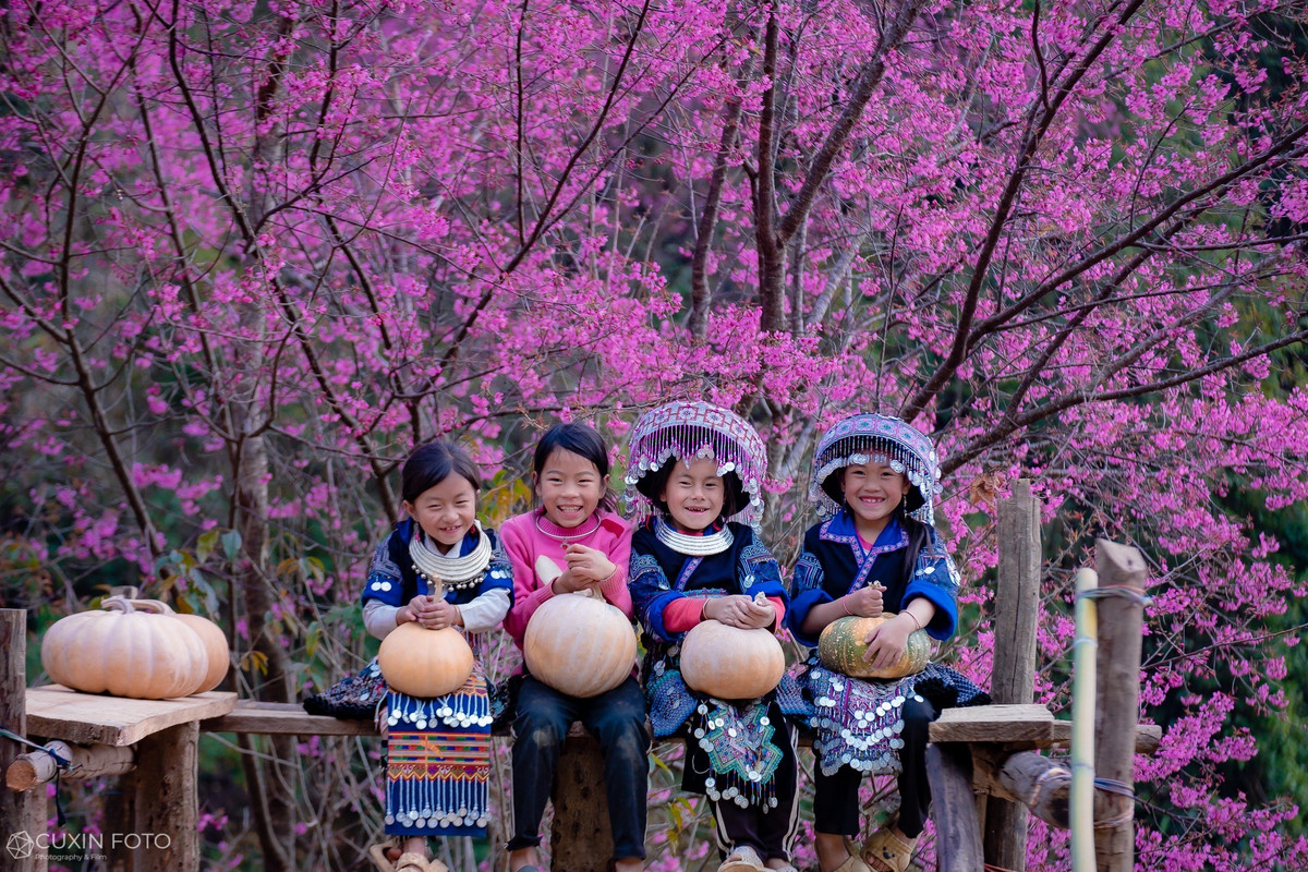 Trước kia, khi hoa tớ dày nở rộ cũng là dấu hiệu báo Tết của người Mông bản địa. Dù hiện nay thời gian đón Tết đã thống nhất theo Âm lịch, nhưng hoa vẫn gắn liền với đời sống tinh thần của người dân nơi đây, báo hiệu một mùa lễ hội và sum vầy đang đến gần. Thời điểm lý tưởng nhất để du khách đến Mù Cang Chải ngắm hoa tớ dày thường rơi vào cuối tháng 12 và đầu tháng 1, trùng với kỳ nghỉ Tết Dương lịch, khi hoa nở đồng loạt và thời tiết chưa quá khắc nghiệt. Phạm Xuân Quý